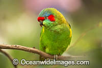 Musk Lorikeet Photo - Gary Bell