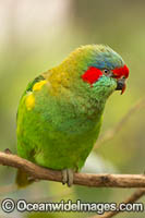 Musk Lorikeet Photo - Gary Bell