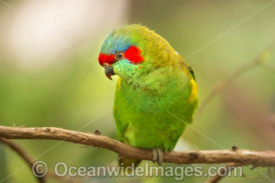 Musk Lorikeet photo