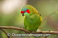 Musk Lorikeet Photo - Gary Bell