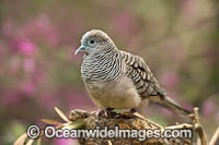 Peaceful Dove Geopelia placida Photo - Gary Bell