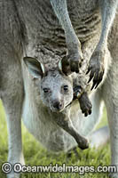 Eastern Grey Kangaroo Mob Photo - Gary Bell