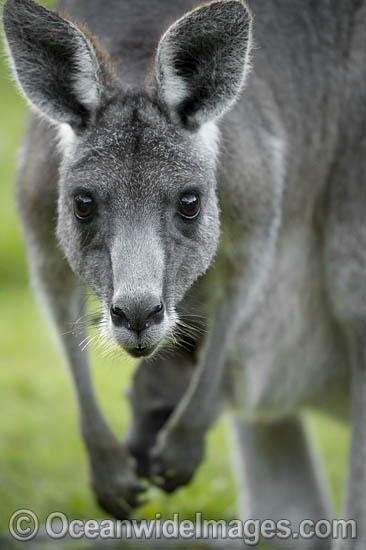 Eastern Grey Kangaroo Mob photo Eastern Grey Kangaroo Mob photo