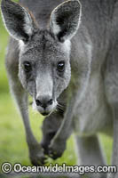 Eastern Grey Kangaroo Mob Photo - Gary Bell
