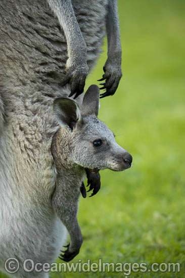 Eastern Grey Kangaroo Mob photo
