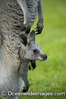 Eastern Grey Kangaroo Mob Photo - Gary Bell