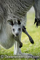 Eastern Grey Kangaroo Mob Photo - Gary Bell