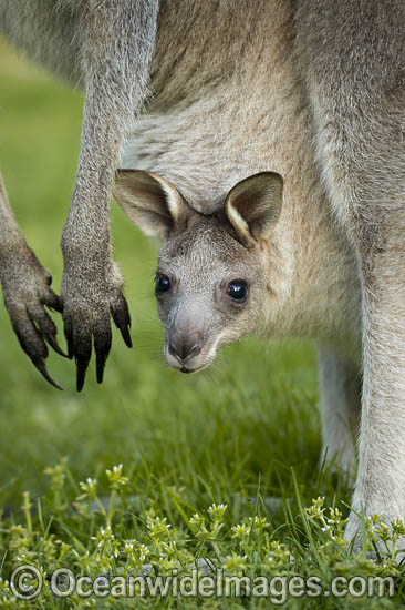 Eastern Grey Kangaroo Mob photo