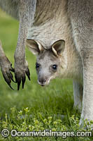 Eastern Grey Kangaroo Mob Photo - Gary Bell