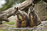 Brush-tailed Rock-wallaby Photo - Gary Bell