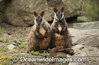Brush-tailed Rock-wallaby Photo - Gary Bell