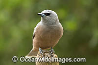 White-browed Woodswallow Photo - Gary Bell