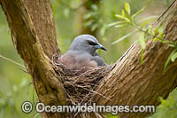 White-browed Woodswallow Photo - Gary Bell