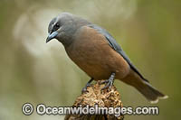 White-browed Woodswallow Photo - Gary Bell