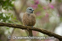 White-browed Woodswallow Photo - Gary Bell