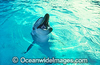 Bottlenose Dolphin Tursiops aduncas Photo - Gary Bell