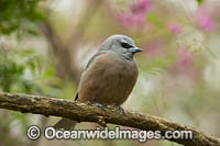 White-browed Woodswallow Photo - Gary Bell