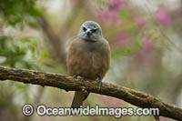 White-browed Woodswallow Photo - Gary Bell
