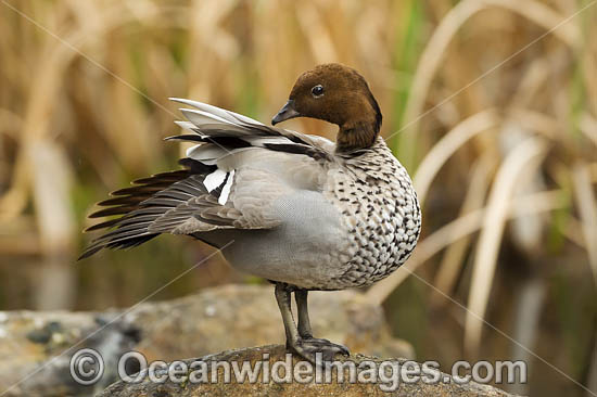 Australian Wood Duck photo