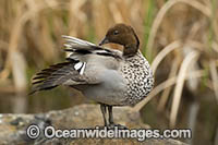 Australian Wood Duck Photo - Gary Bell