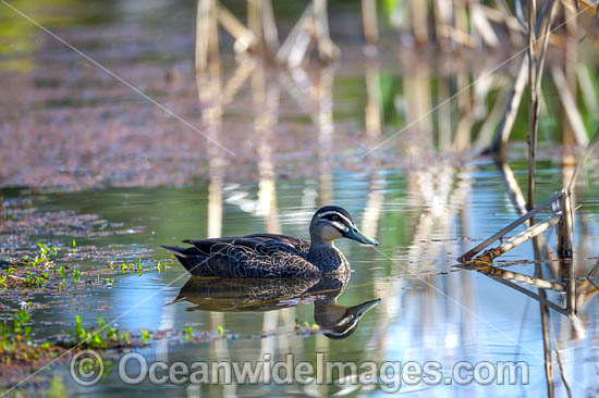Pacific Black Duck photo Pacific Black Duck photo