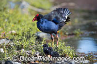 Purple Swamphen Photo - Gary Bell