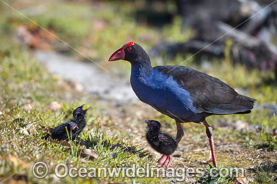 Purple Swamphen photo Purple Swamphen photo
