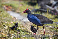 Purple Swamphen Photo - Gary Bell