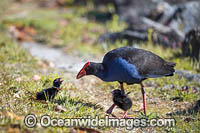 Purple Swamphen chicks Photo - Gary Bell