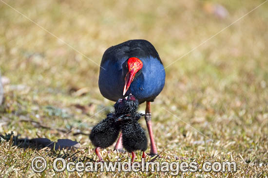Purple Swamphen photo Purple Swamphen photo