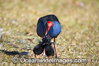 Purple Swamphen Photo - Gary Bell