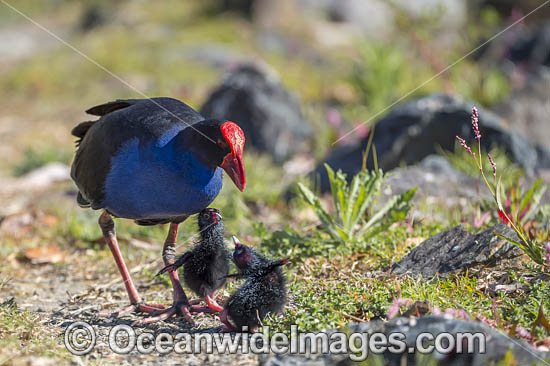 Purple Swamphen chicks photo Purple Swamphen chicks photo