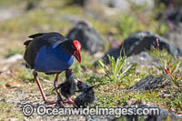 Purple Swamphen chicks Photo - Gary Bell