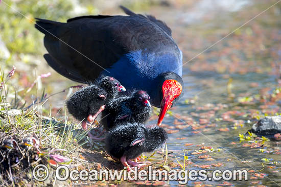 Purple Swamphen photo