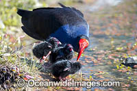 Purple Swamphen Photo - Gary Bell