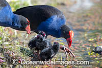 Purple Swamphen chicks Photo - Gary Bell