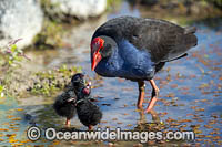 Purple Swamphen chicks Photo - Gary Bell