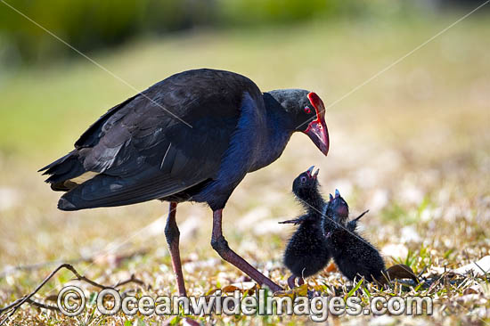 Purple Swamphen chicks photo