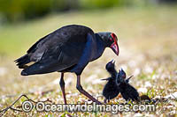 Purple Swamphen chicks Photo - Gary Bell