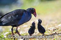 Purple Swamphen Photo - Gary Bell