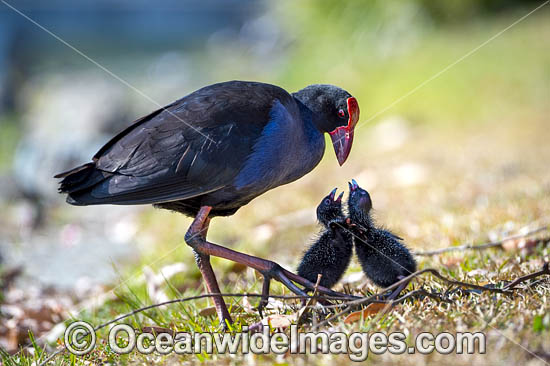 Purple Swamphen chicks photo Purple Swamphen chicks photo