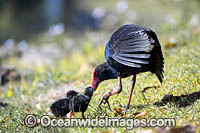 Purple Swamphen chicks Photo - Gary Bell