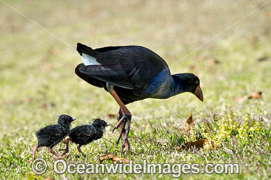Purple Swamphen chicks photo