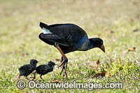Purple Swamphen chicks Photo - Gary Bell