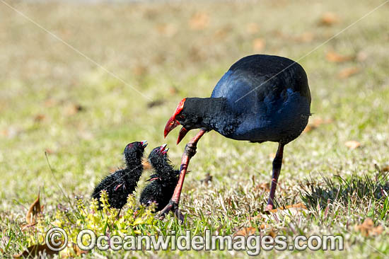 Purple Swamphen chicks photo