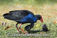 Purple Swamphen Photo - Gary Bell