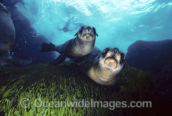 Australian Fur Seal pups photo Australian Fur Seal pups photo