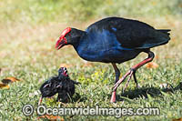 Purple Swamphen chicks Photo - Gary Bell