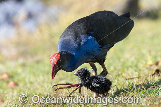 Purple Swamphen chicks photo Purple Swamphen chicks photo