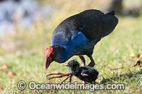 Purple Swamphen chicks Photo - Gary Bell